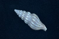 藏品(河村捲管螺)的圖片